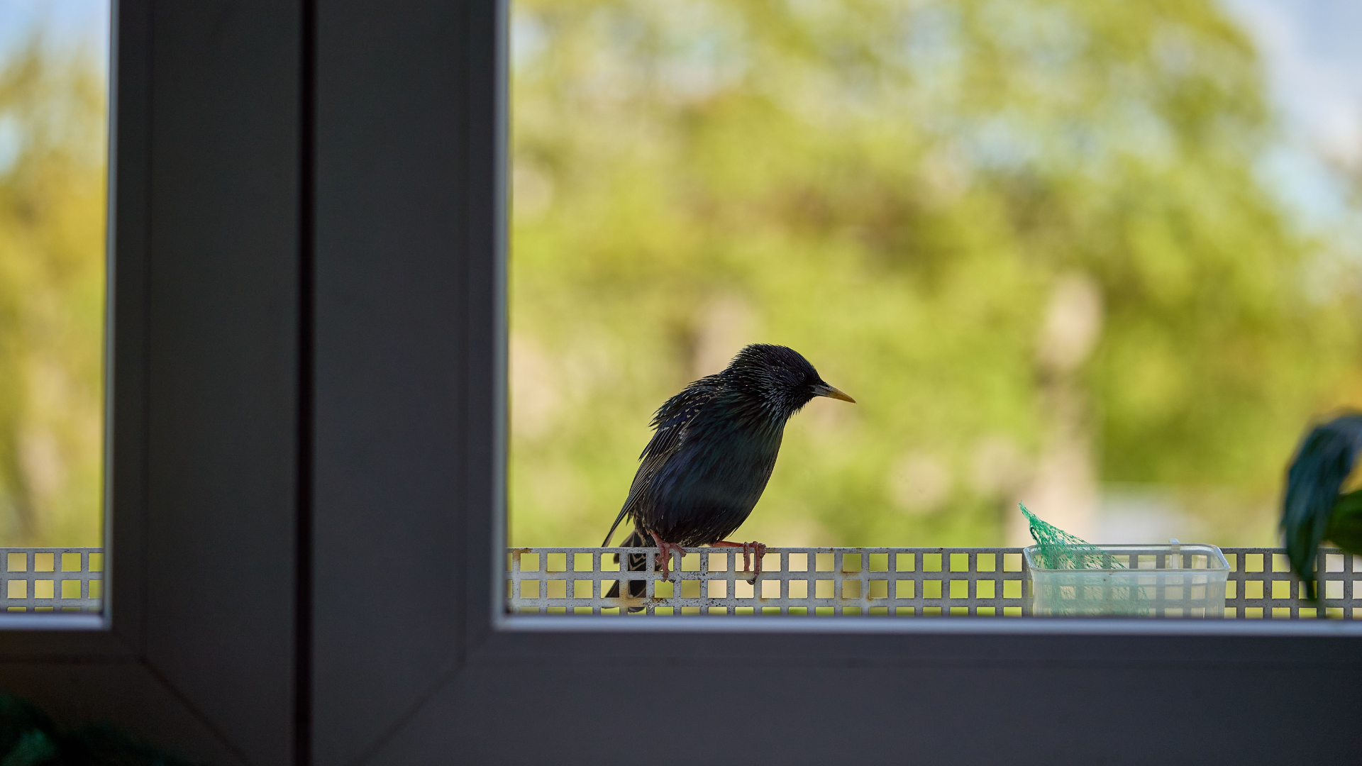 Two black birds perched on a window ledge, seen through a glass window with trees blurred behind them.