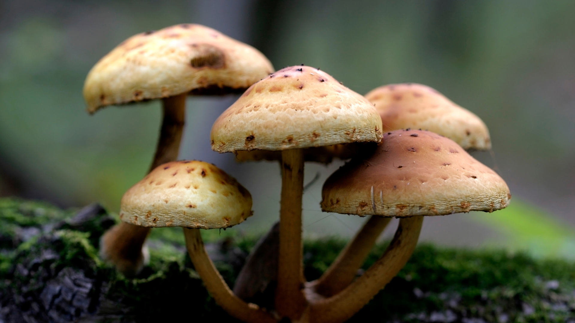 Cluster of tan mushrooms growing on a mossy log, with a blurred green forest background.