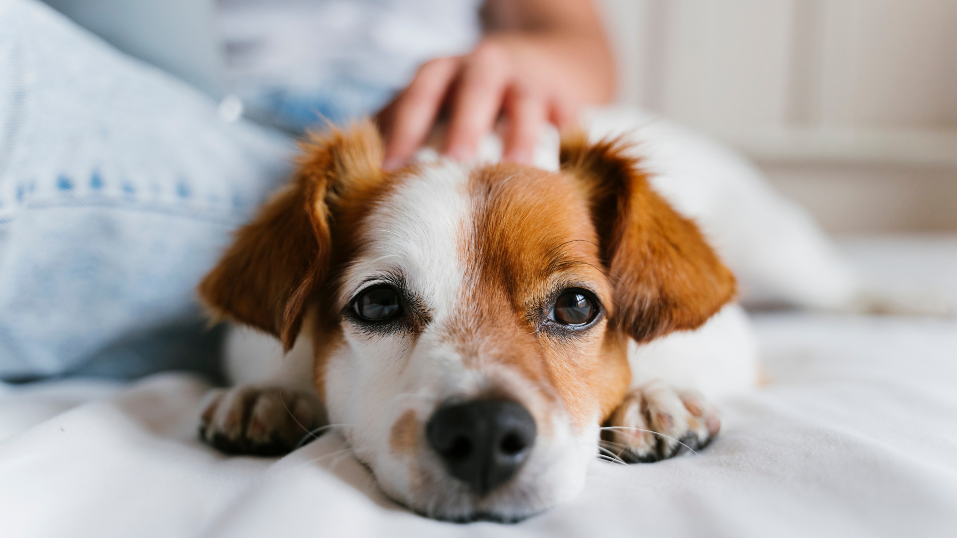 Small brown-and-white dog resting on a bed with a hand gently petting its head