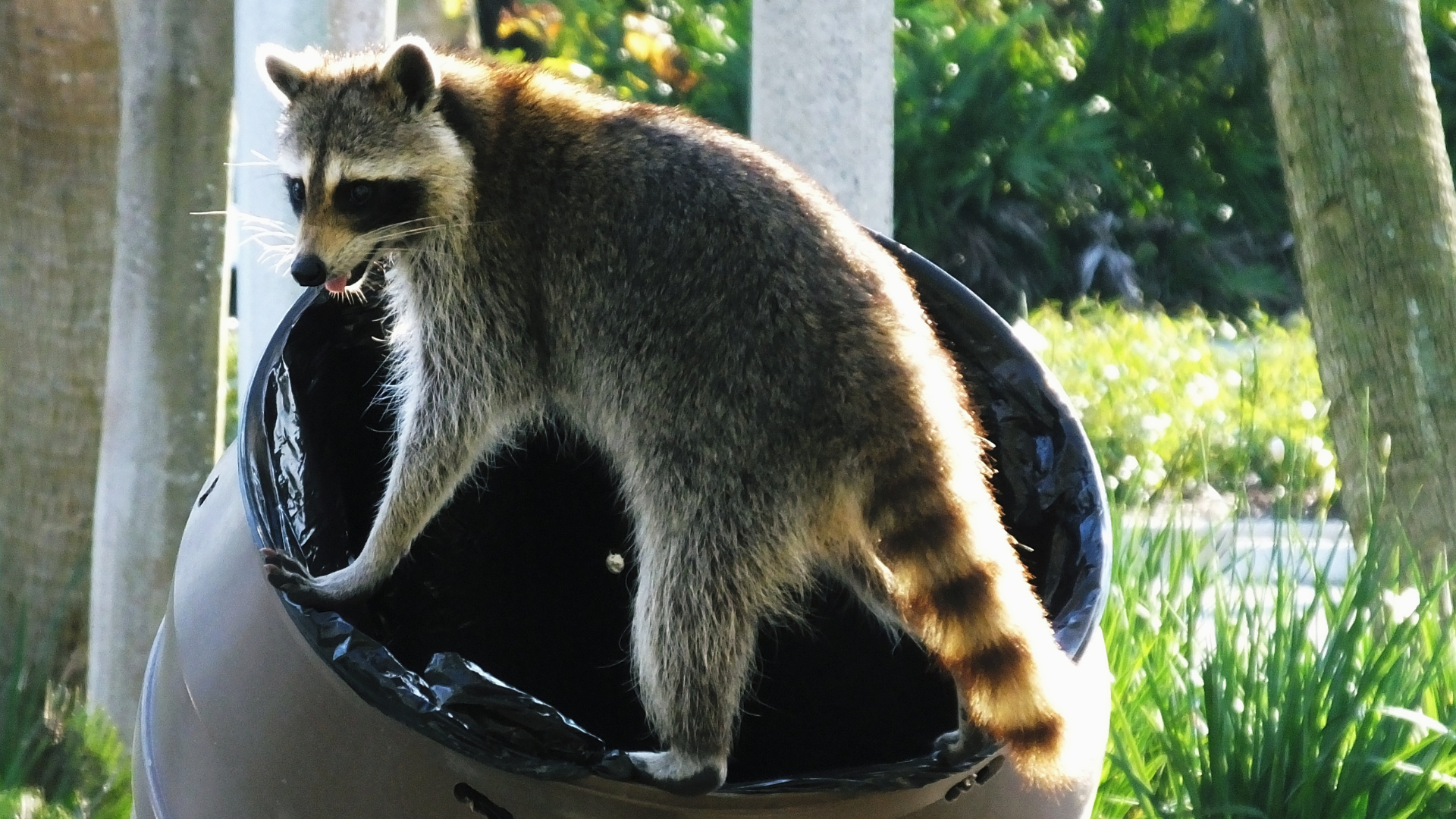 Raccoon perched on a black tire swing outdoors, with trees and sunlight in the background