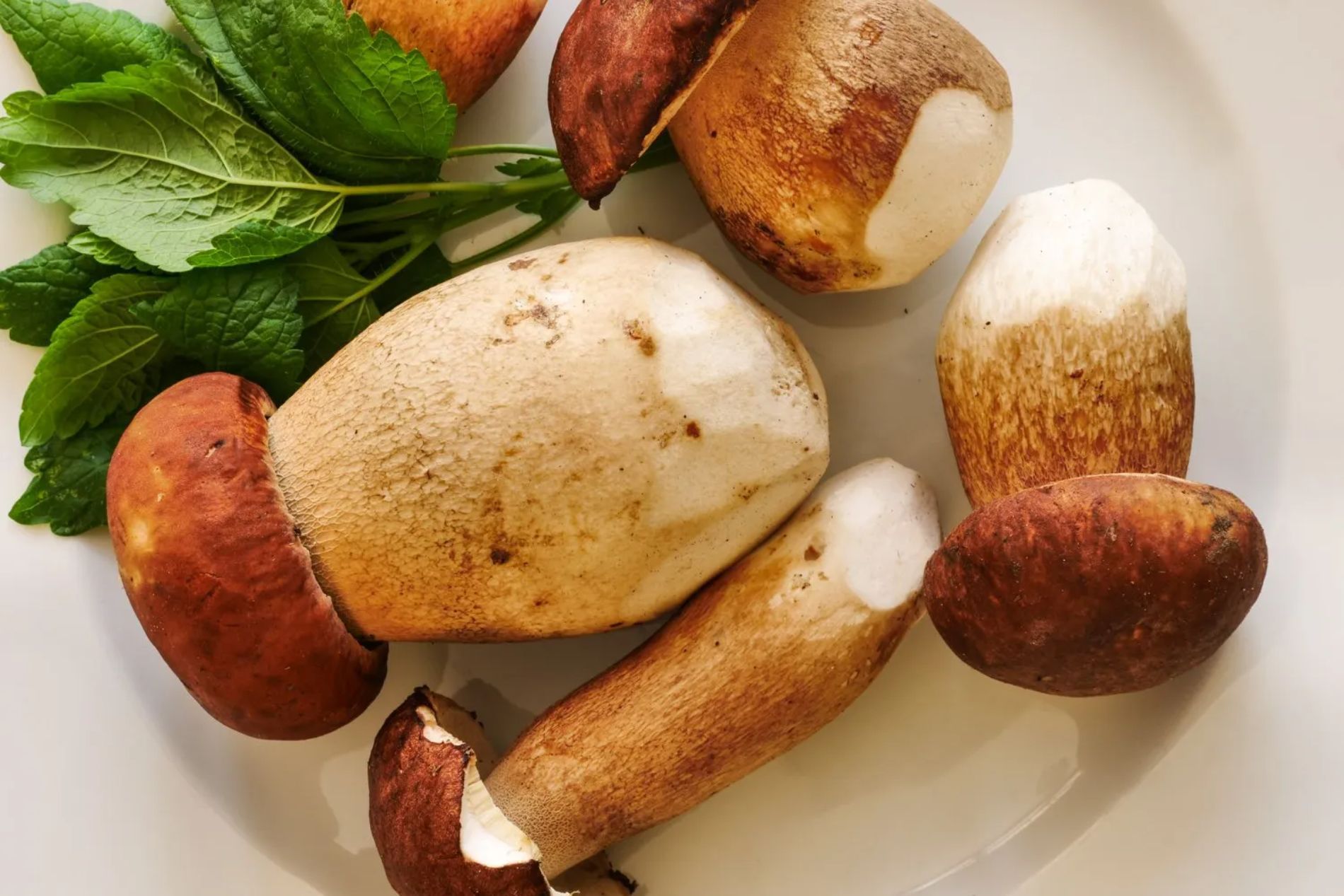 Porcini