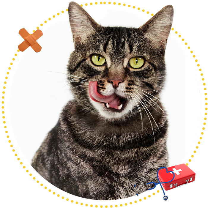 Cat — Pleasant View Animal Hospital — Pleasant View, TN Cat — Pleasant View Animal Hospital — Pleasant View, TN