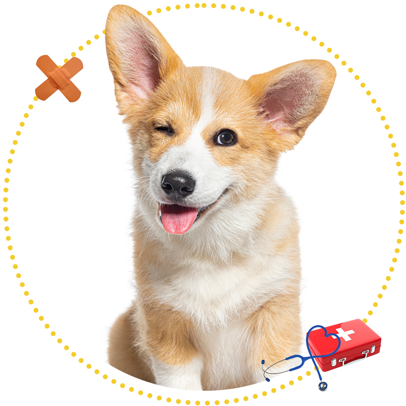 Corgi — Pleasant View Animal Hospital — Pleasant View, TN Corgi — Pleasant View Animal Hospital — Pleasant View, TN