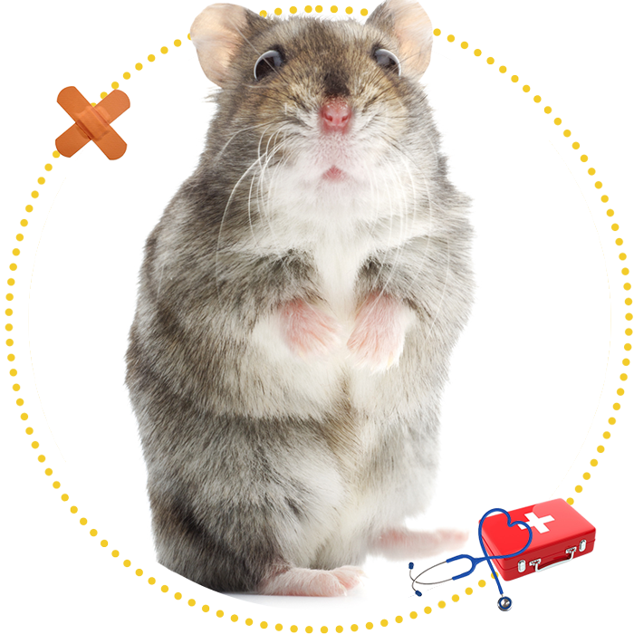 Hamster — Pleasant View Animal Hospital — Pleasant View, TN Hamster — Pleasant View Animal Hospital — Pleasant View, TN