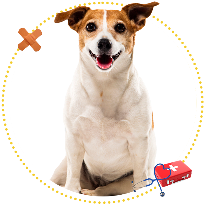 Dog — Pleasant View Animal Hospital — Pleasant View, TN Dog — Pleasant View Animal Hospital — Pleasant View, TN