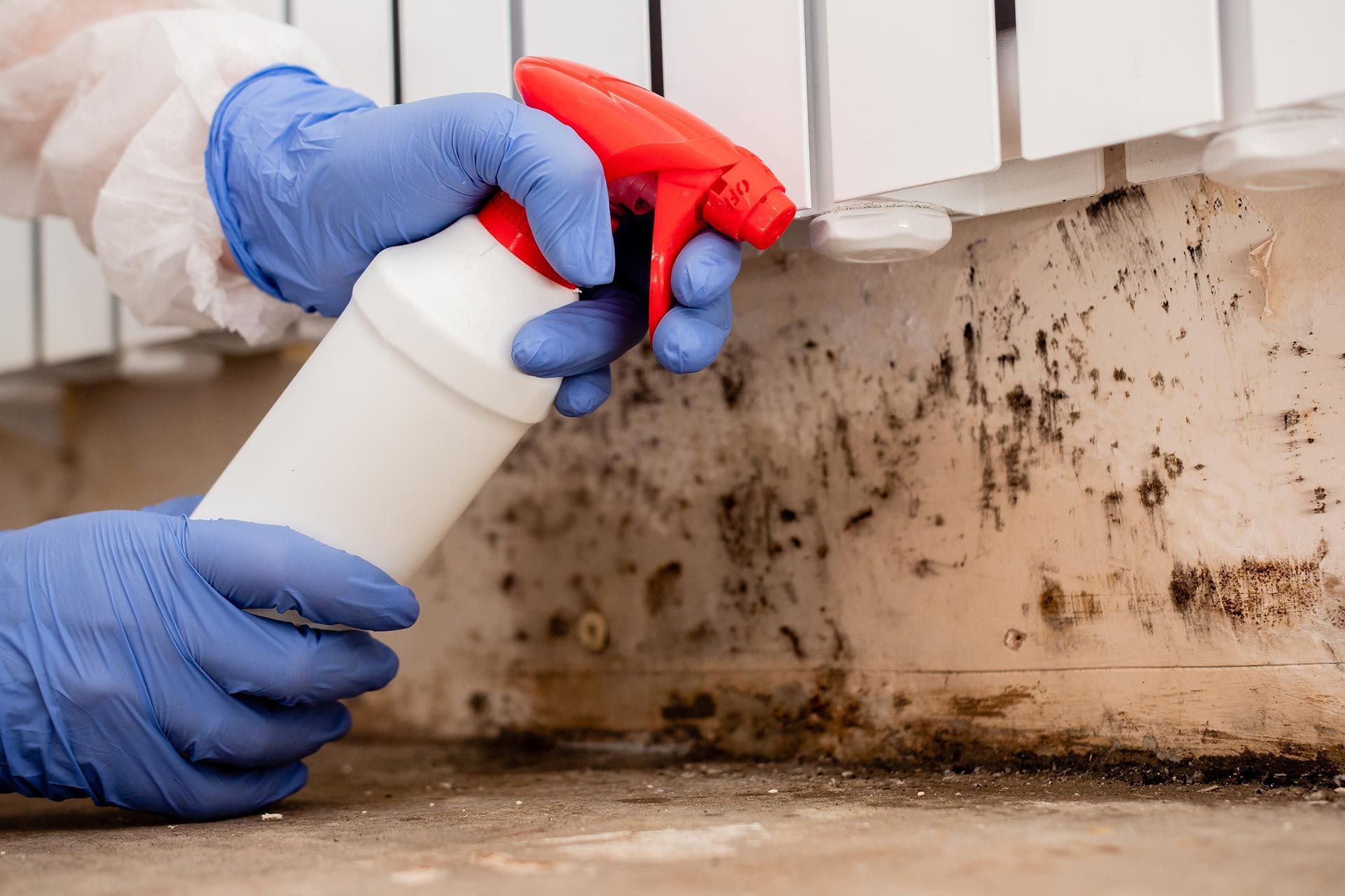 Mold removal company technician inspecting mold growth on a basement wall.