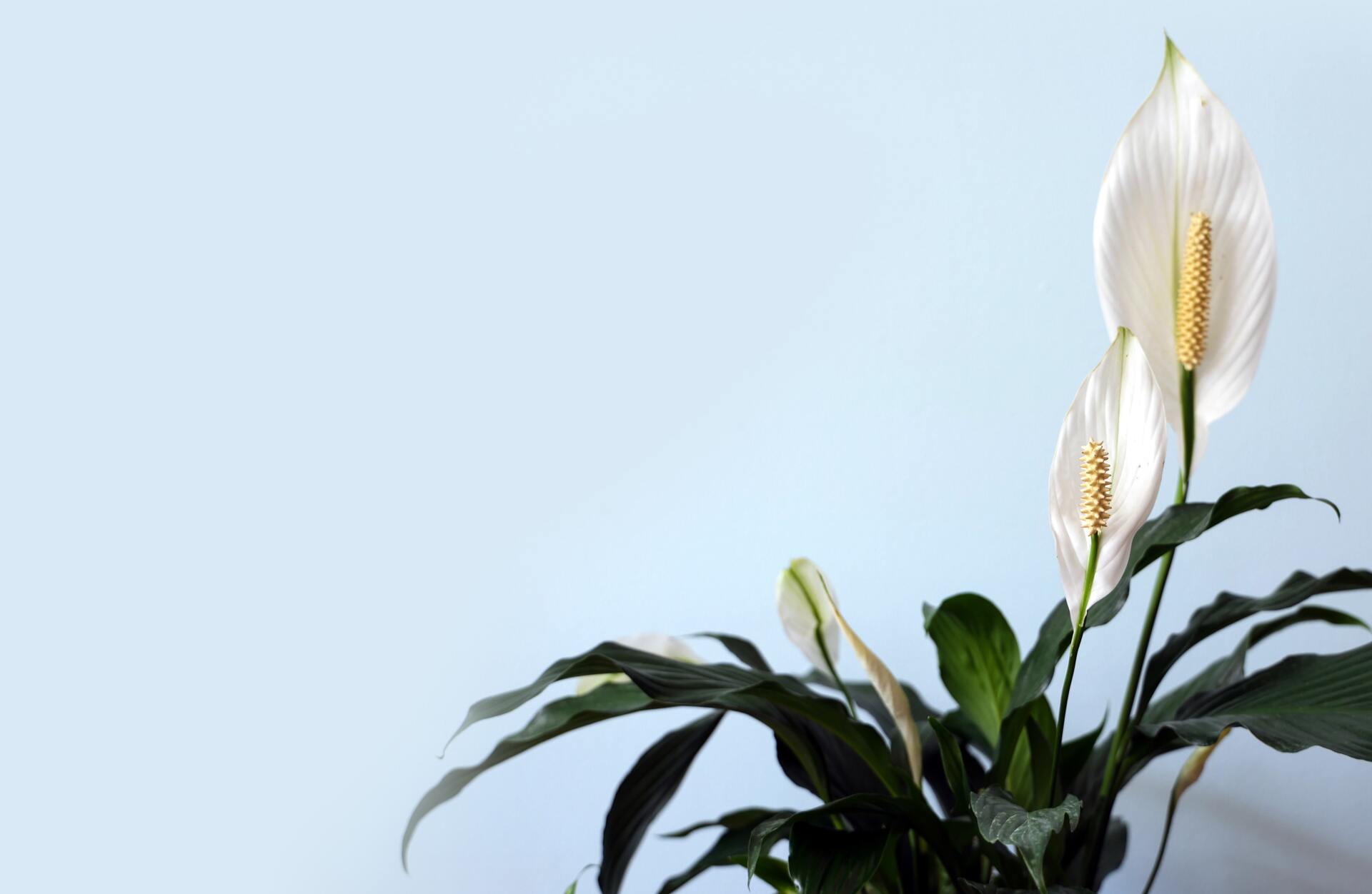 Peace Lilies are easy to care for and help filter out pollutants in your apartment.