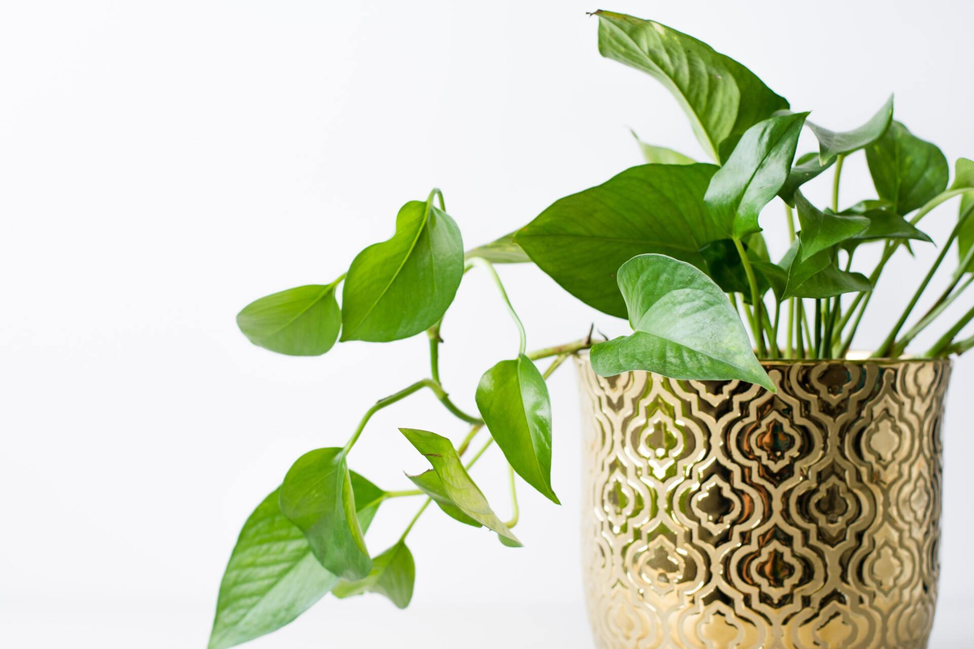 Even the most inexperienced gardener can keep a pothos alive.
