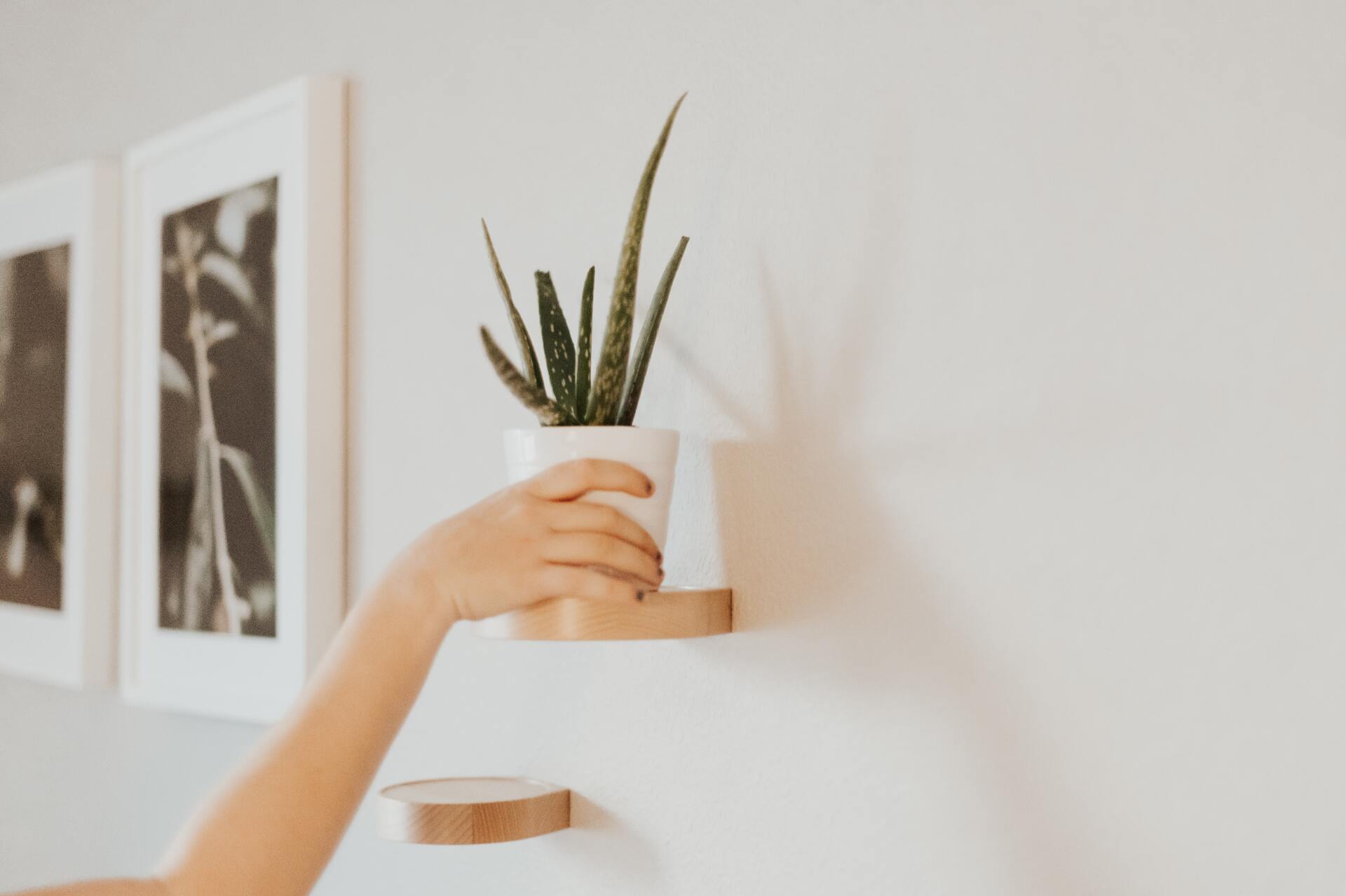 Plants like aloe or snake plants are easy to care for and take up very little space.