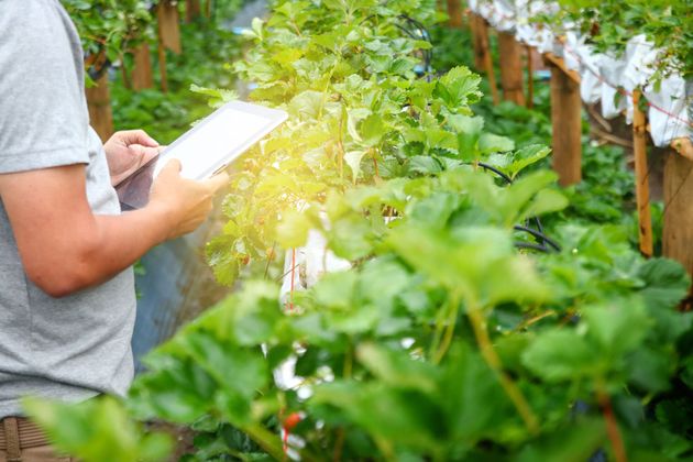 Person writing on a clipboard in a lush greenhouse between rows of green plants