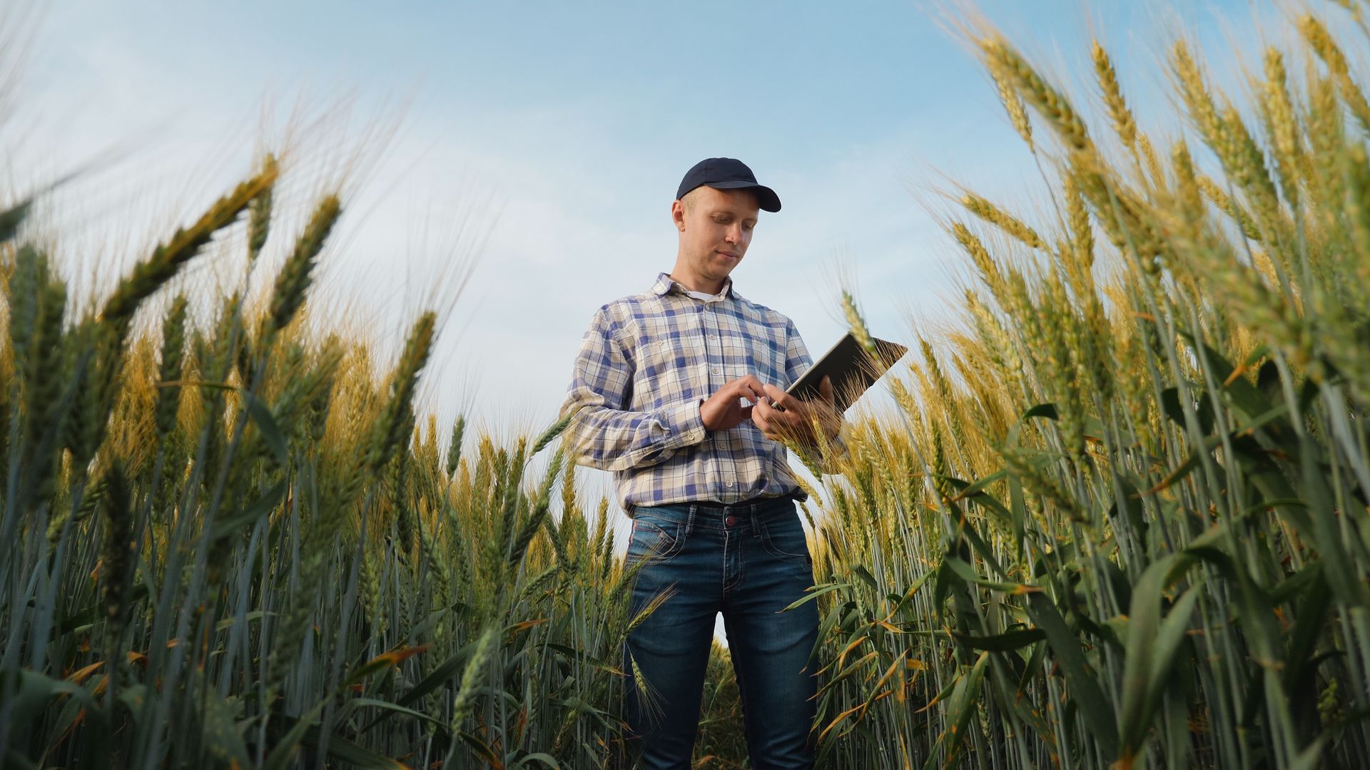 Farmer using a tablet in a wheat field at sunset Farmer using a tablet in a wheat field at sunset