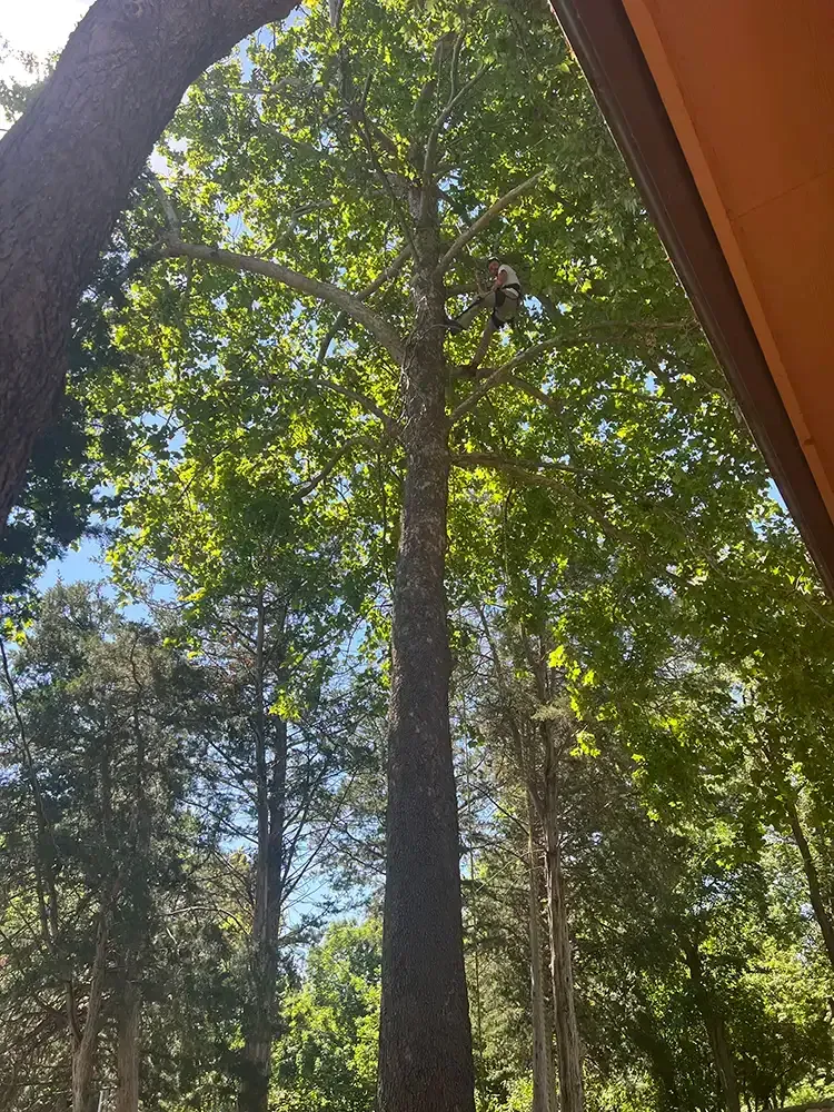 Tall tree canopy seen from below, with sunlight filtering through green leaves against a blue sky.