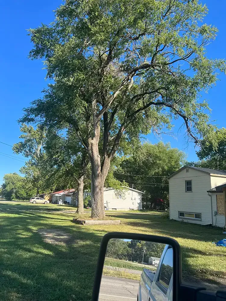 Large tree in a grassy yard beside white houses, viewed from a car on a sunny day.