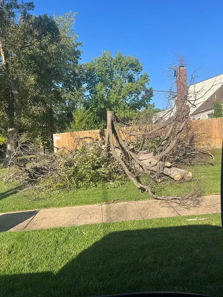 Backyard with a fallen tree and broken branches beside a lawn and sidewalk under a blue sky