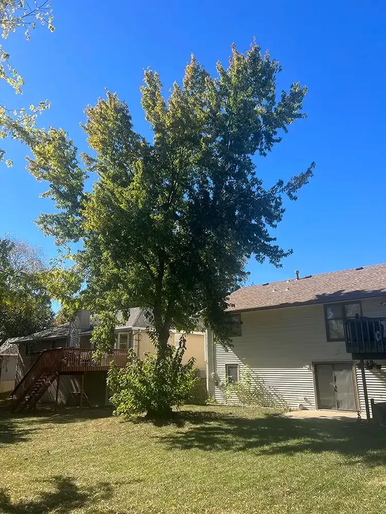 Backyard with a tall tree, green lawn, and a house under a clear blue sky