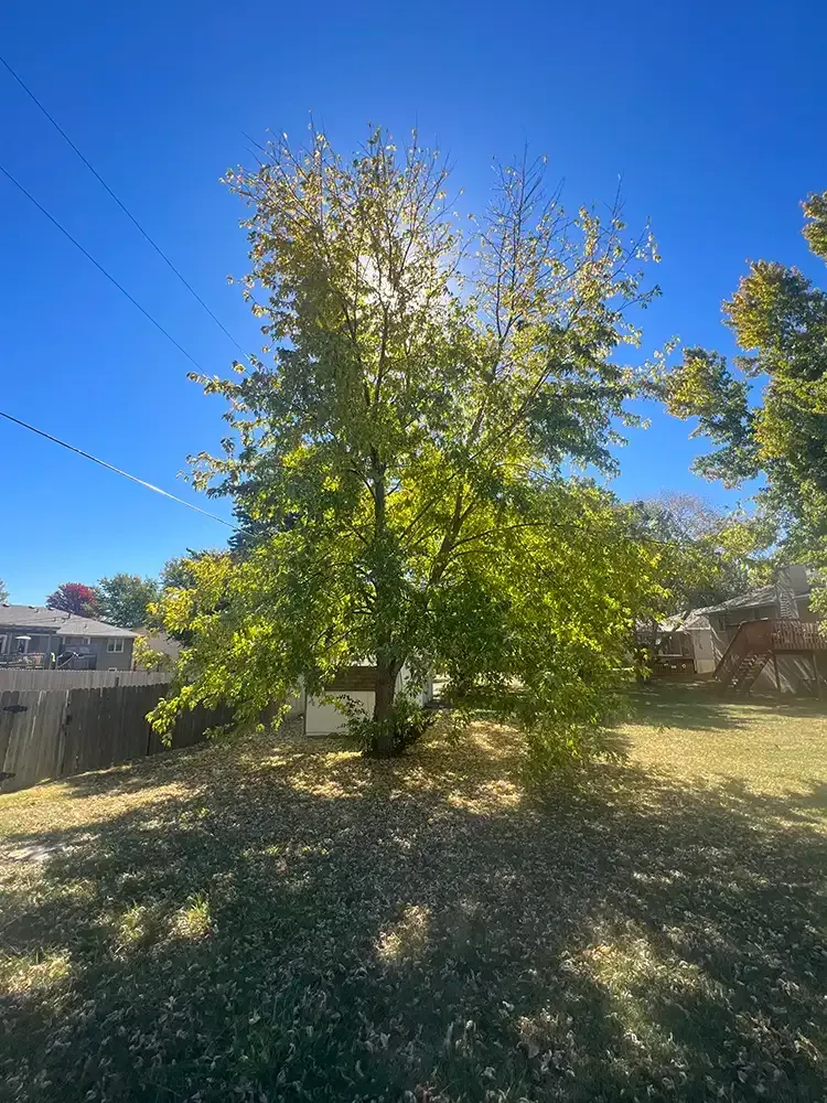 Sunlit green tree in a backyard with a wooden fence and clear blue sky