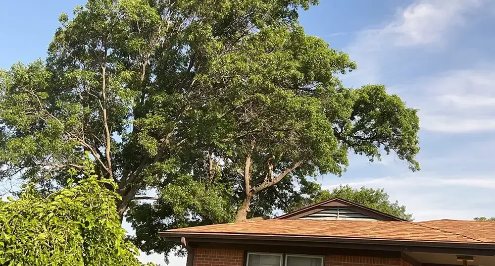 Large leafy tree above a house roof under a blue sky