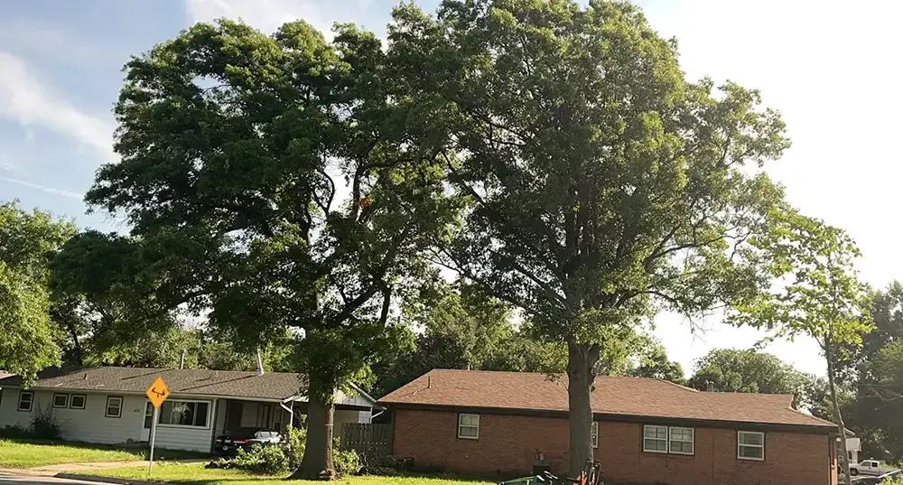Suburban street with large trees and single-story houses in bright daylight