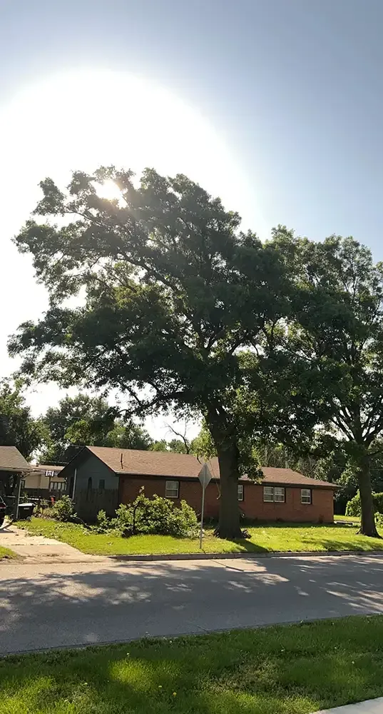 Sunlit suburban house with large trees and a quiet street in front