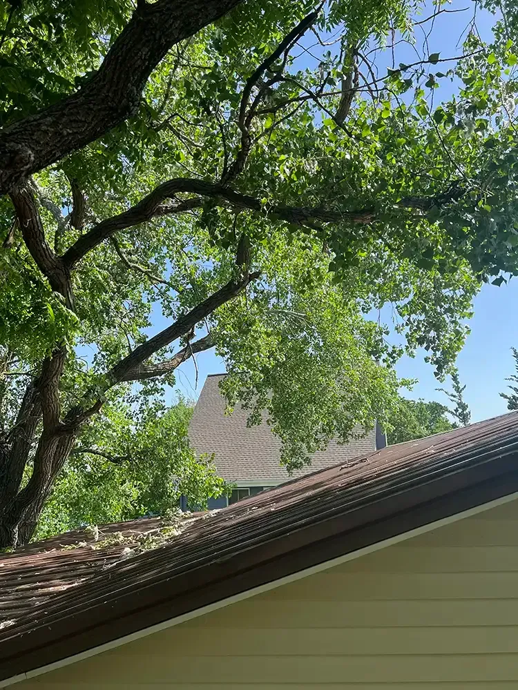 Tree branches over a house roof under a blue sky