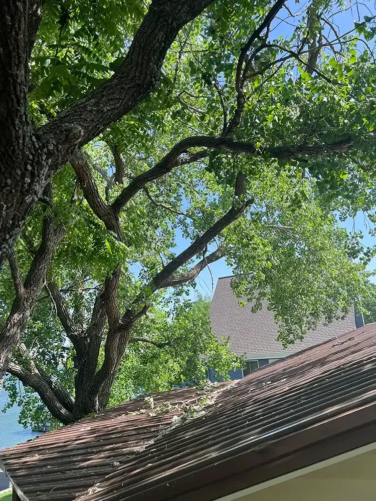 Large leafy tree over a house roof against a blue sky