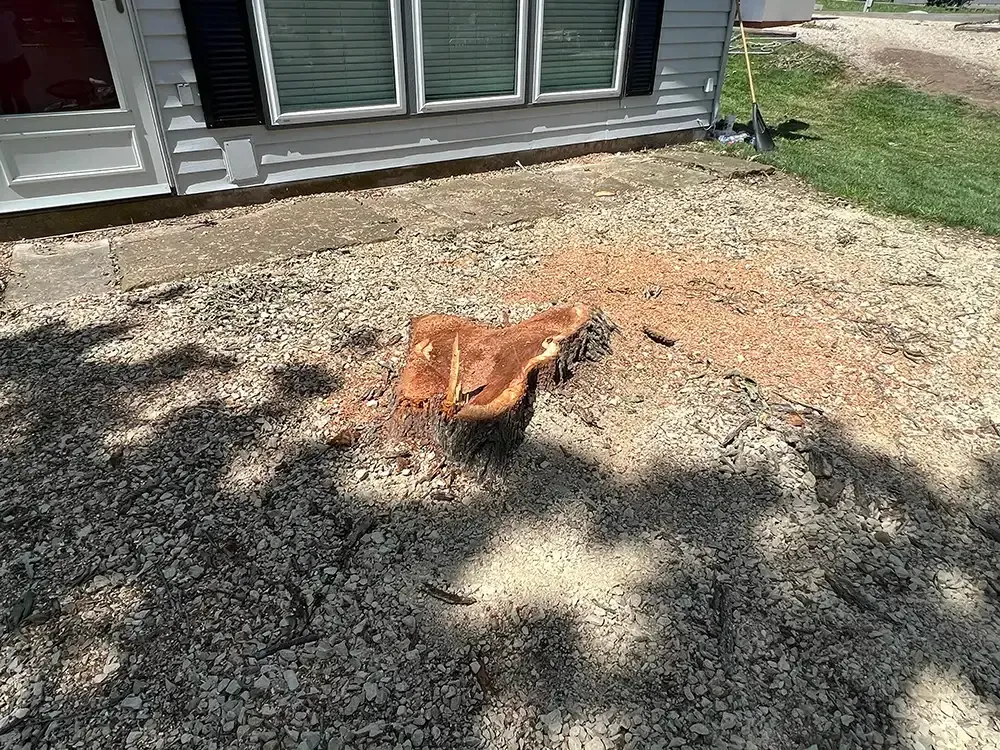 Orange cat walking on gravel beside a house, with windows and grass in the background.