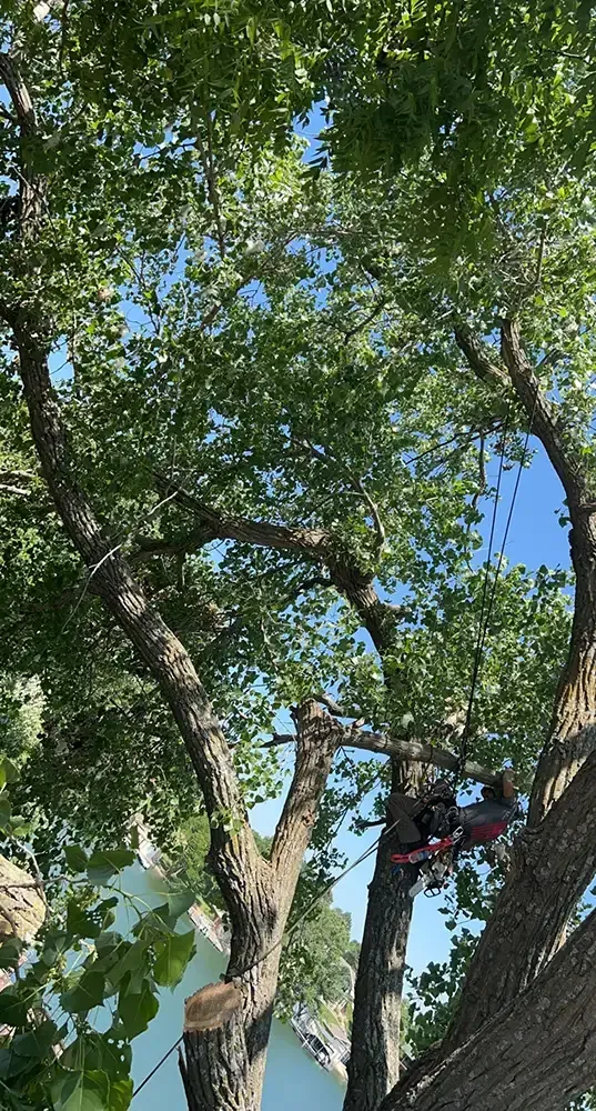 Person in a tree canopy using a red harness, surrounded by green leaves and blue sky.