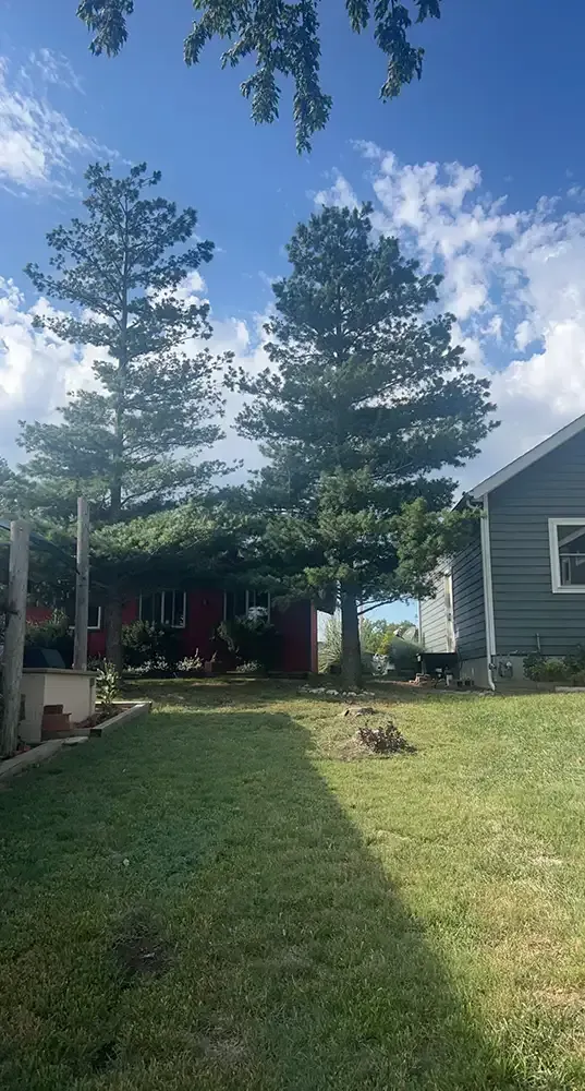 Sunny backyard with two tall pine trees, a small house, and green lawn under a blue sky
