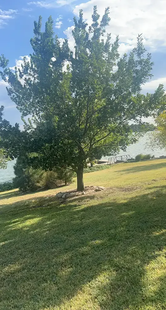 Sunlit tree in a grassy park with a lake in the background