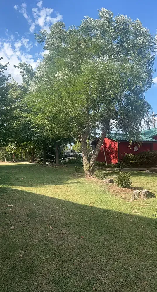 Sunny backyard with a large tree, grassy lawn, and a red building in the background.