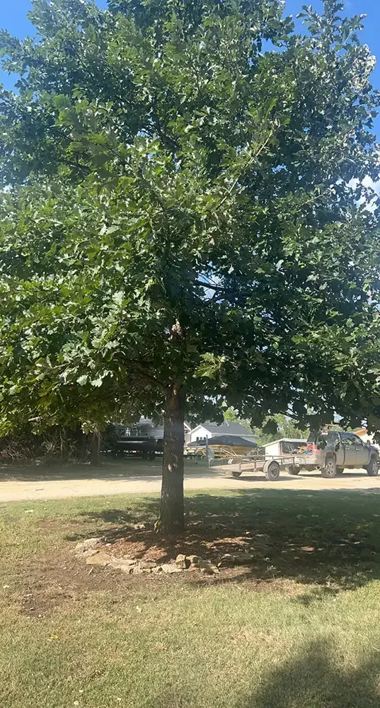 Single leafy tree in a sunny park with grass and a road in the background