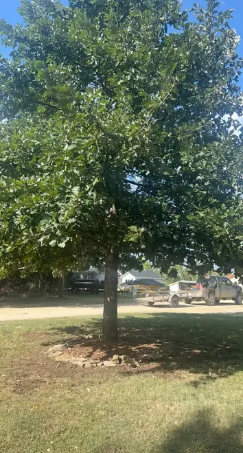 Single leafy tree in a sunny park with grass and a road in the background