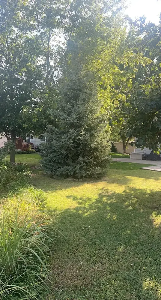 Sunlit yard with a tall tree, green grass, and shrubs in a residential garden