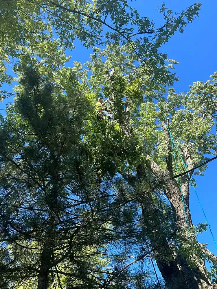Tall tree branches with green foliage against a bright blue sky