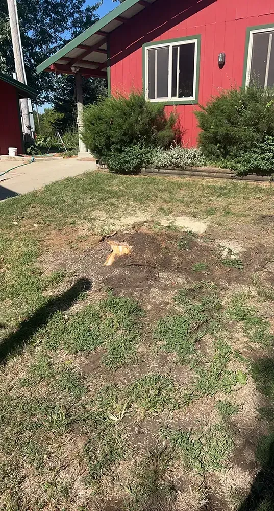 Patchy front yard with bare spots and a red house with windows and shrubs in the background