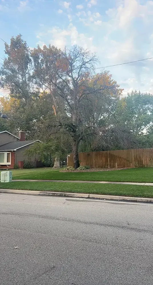 Suburban street with a large tree, wooden fence, and part of a house under a cloudy sky