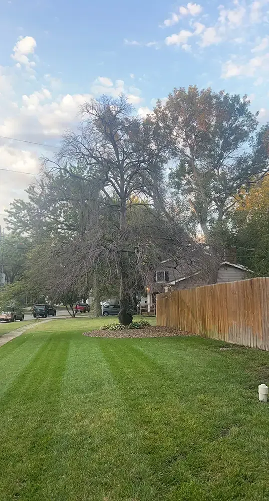 Grassy suburban yard with tall trees, a wooden fence, and cloudy sky.