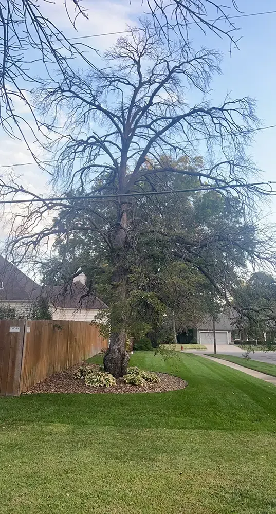 Bare tree in a grassy suburban yard beside a wooden fence and sidewalk under a blue sky