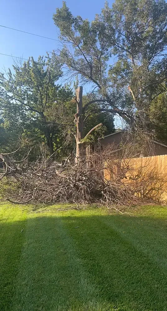Tall tree stump and dense brush beside a wooden fence in a grassy backyard.