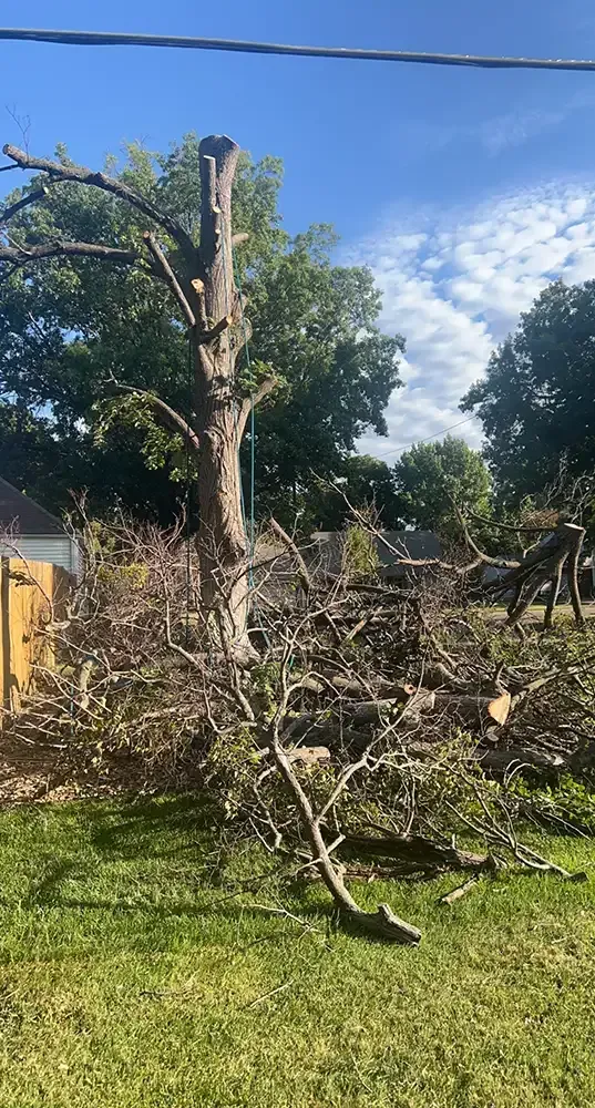 Downed tree branches in a grassy yard beside a cut tree trunk under a blue sky