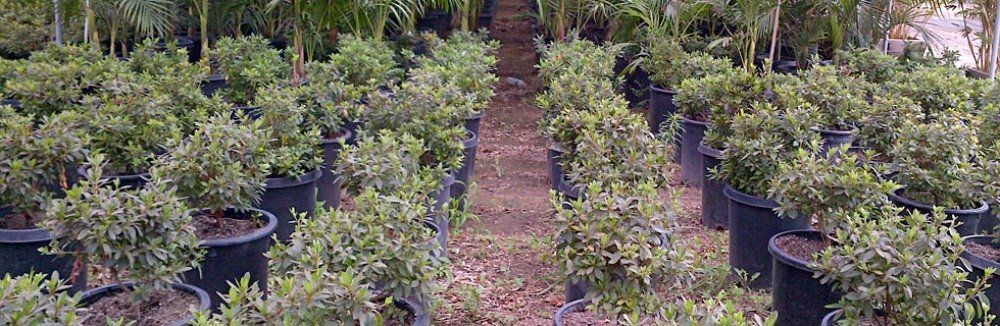 A row of potted plants are lined up in a garden.