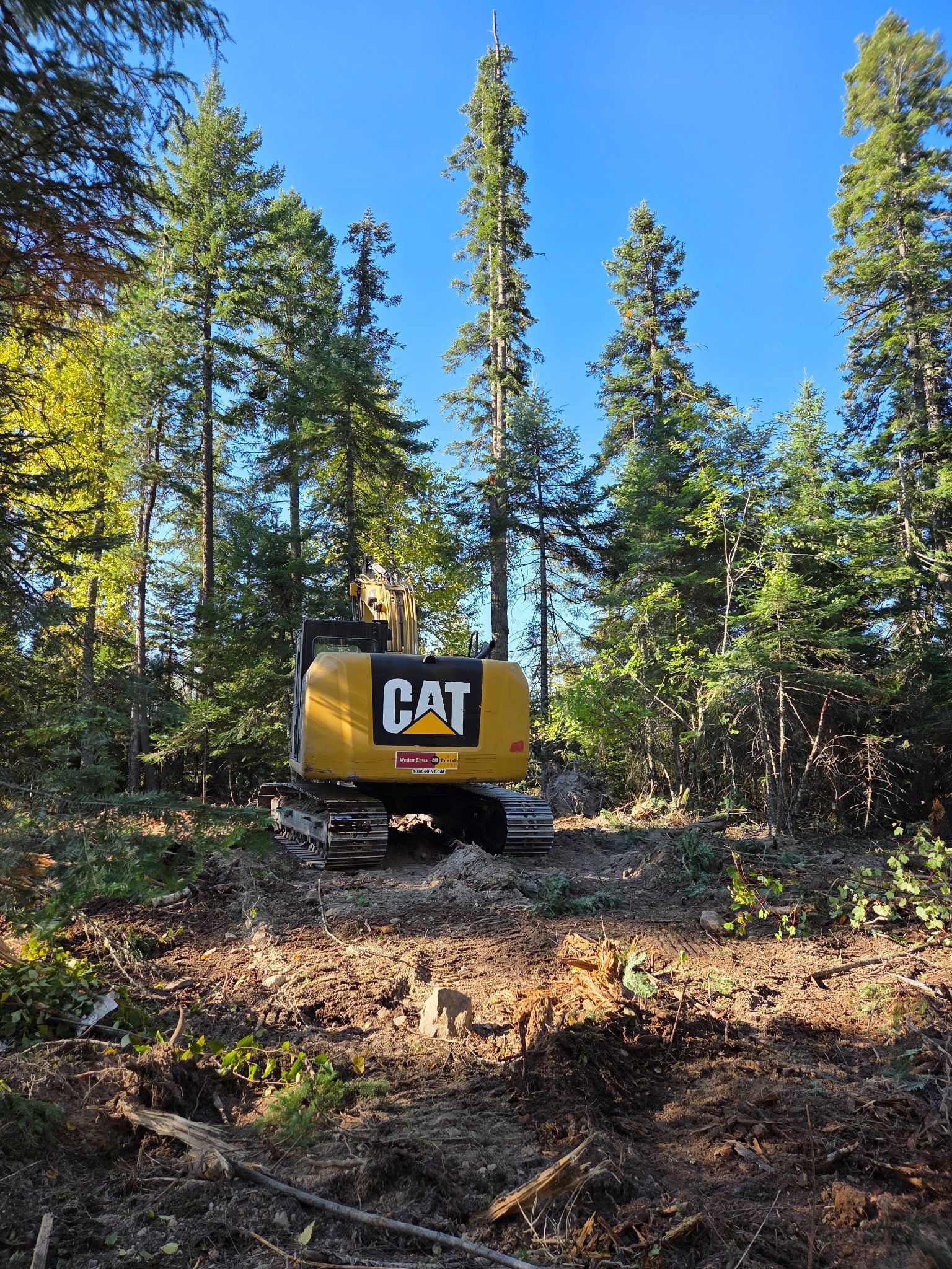 A yellow Caterpillar excavator sits on a dirt-covered forest floor among tall pine trees under a clear blue sky.