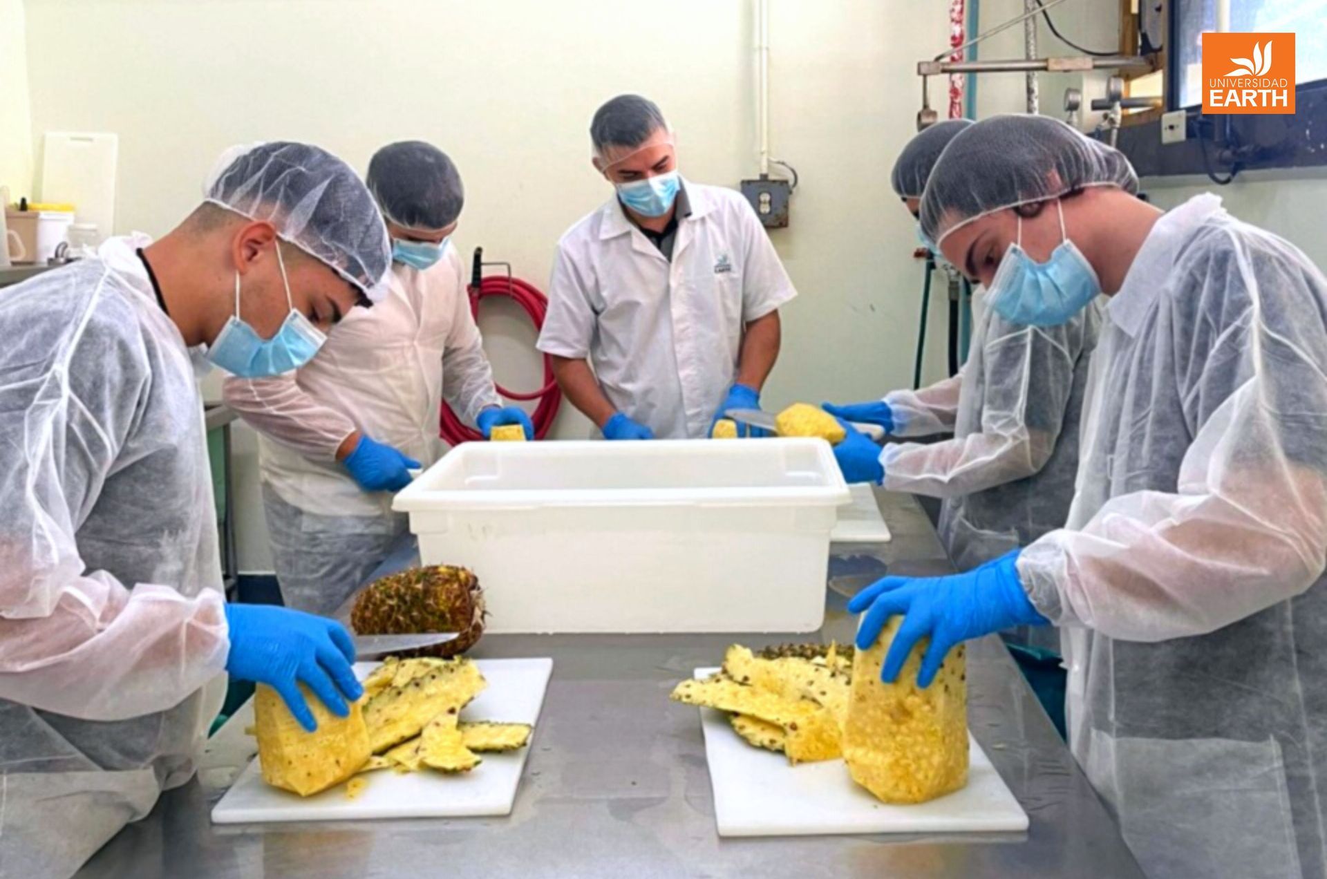 Un grupo de hombres con máscaras y guantes están cortando piñas en una mesa.