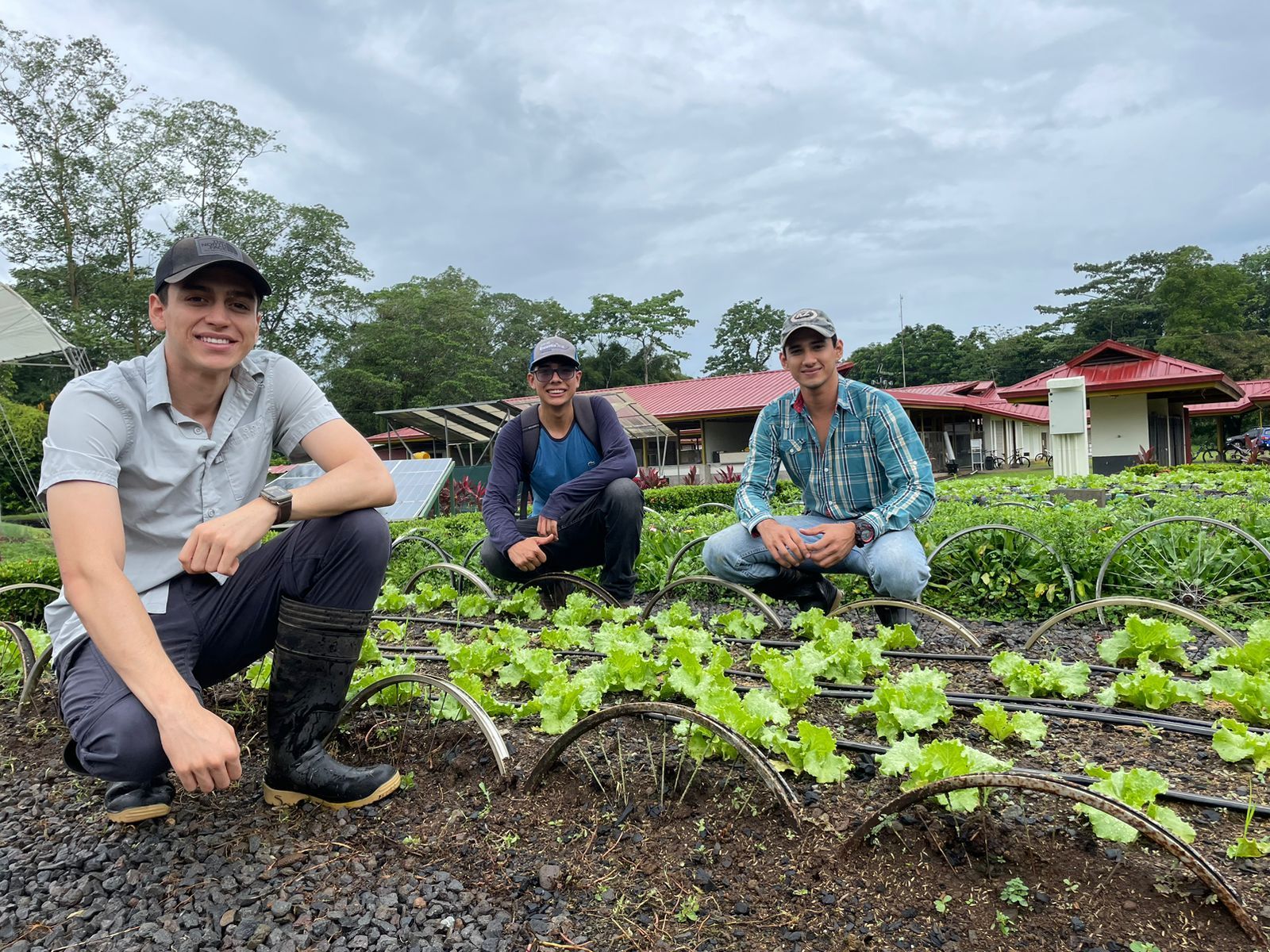 Tres hombres están arrodillados en un campo de lechuga.