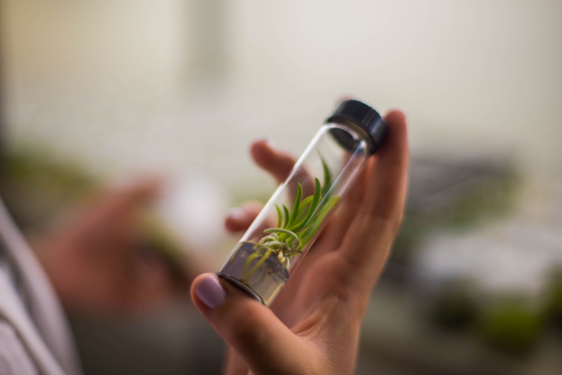 Foto de frasco con planta