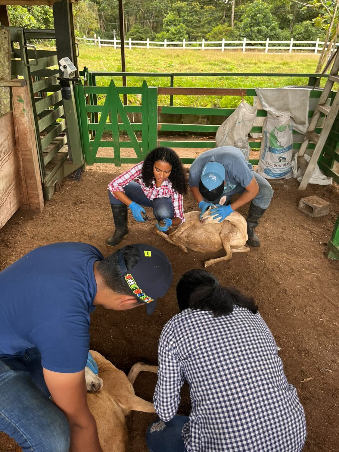 Un grupo de personas está trabajando con una oveja en un corral.
