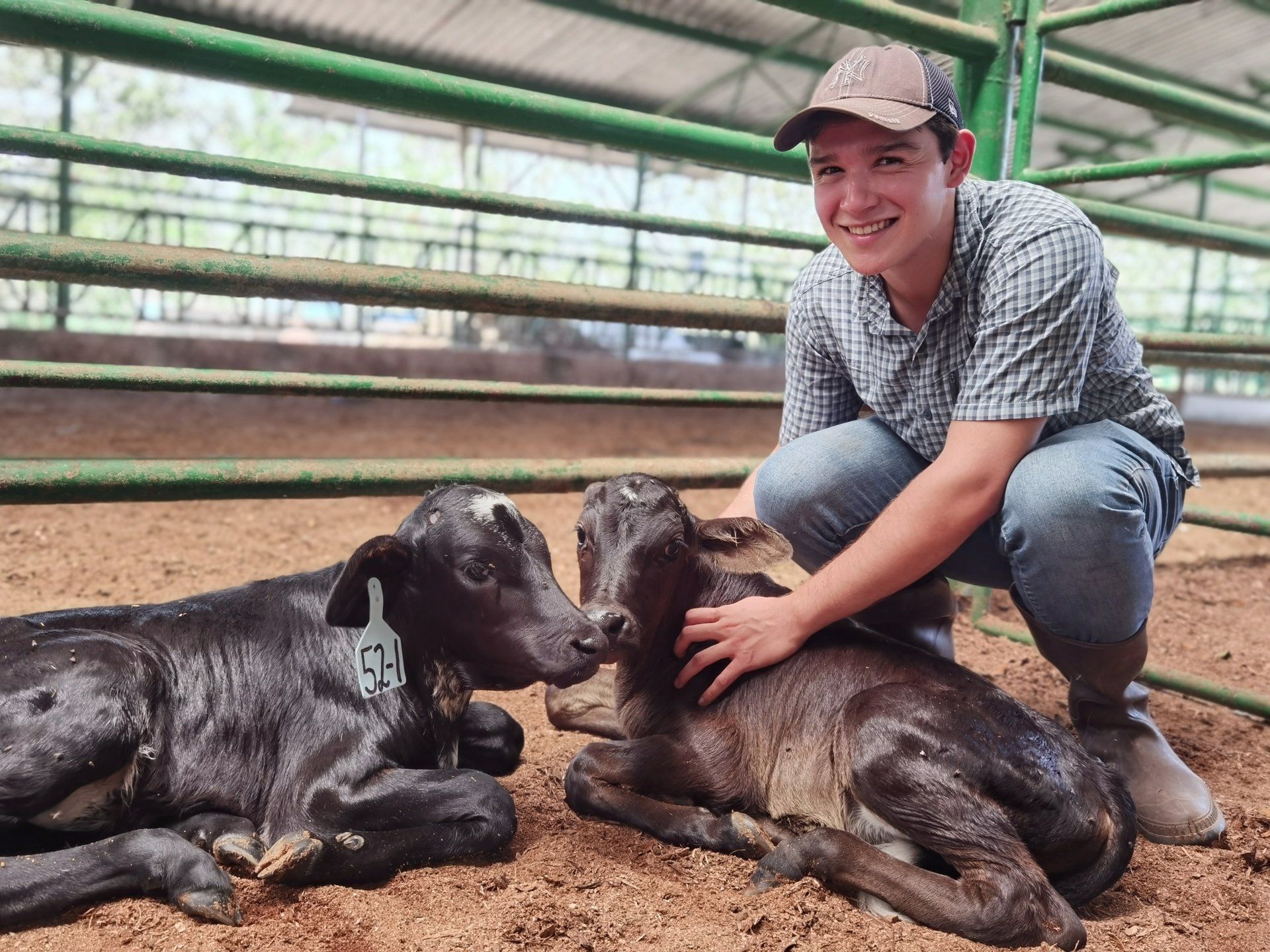 Un hombre acaricia a dos vacas bebés en un corral.