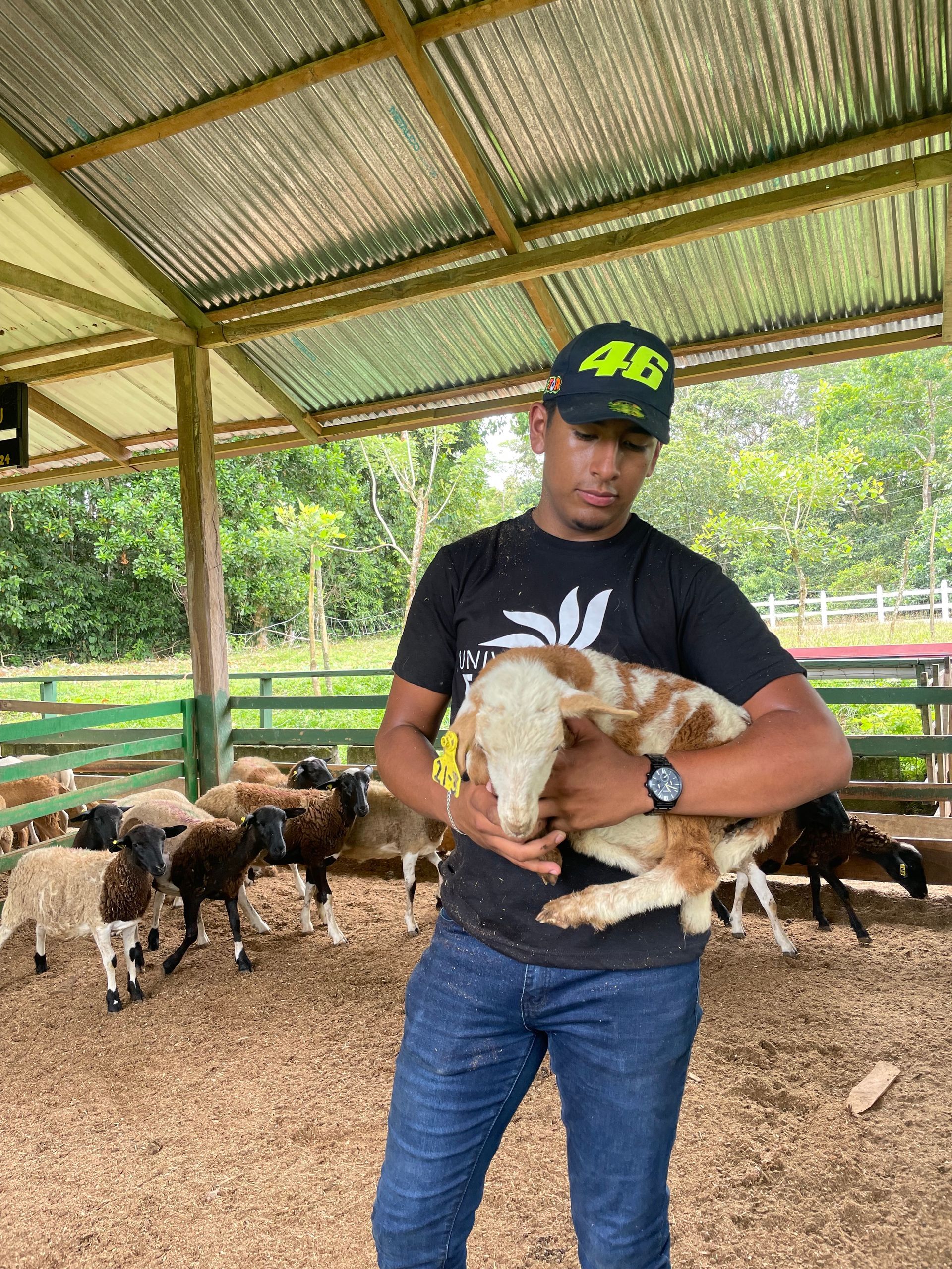 Un hombre sostiene un cabrito delante de un rebaño de ovejas.