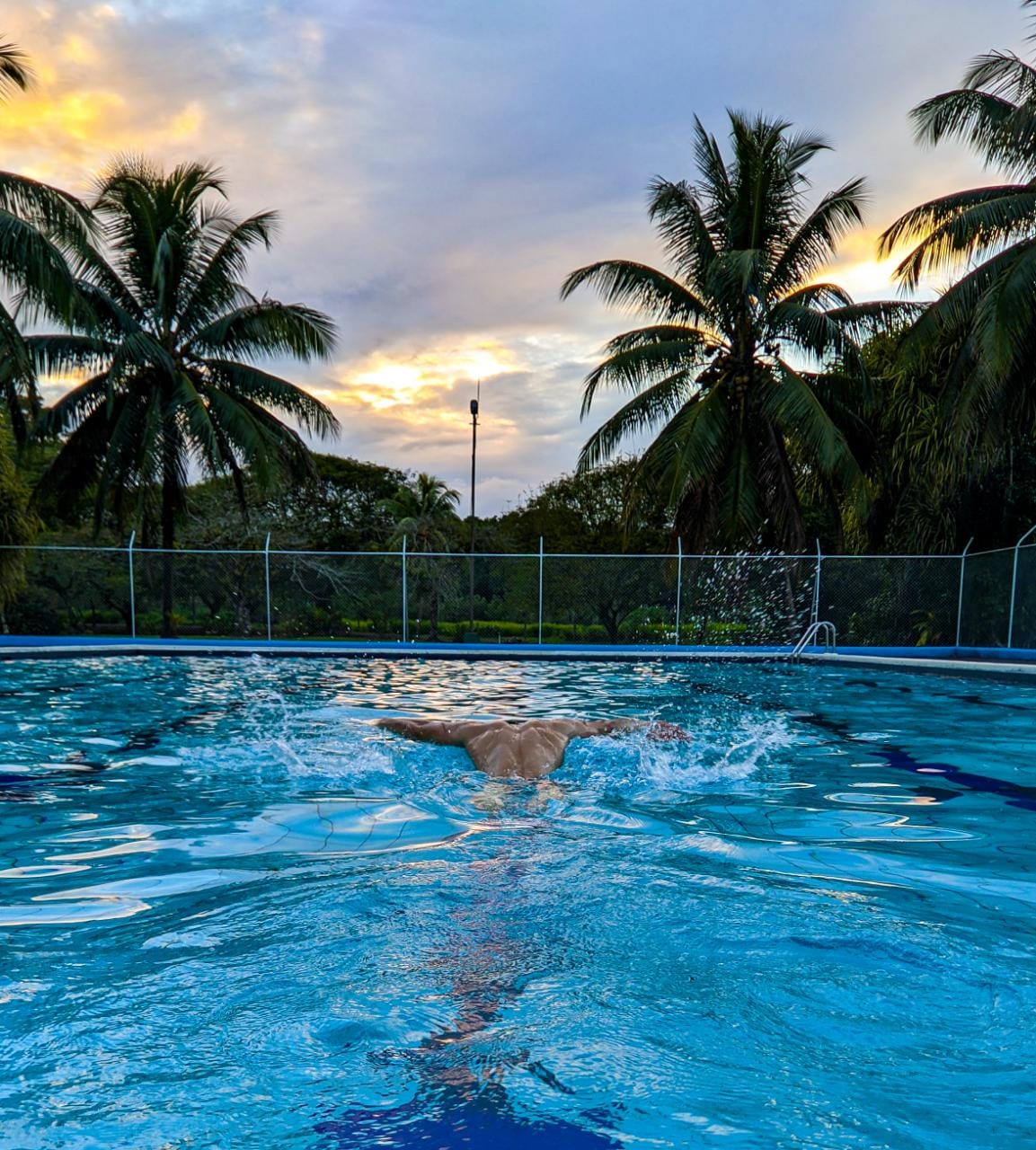 Una persona está nadando en una piscina con palmeras al fondo.