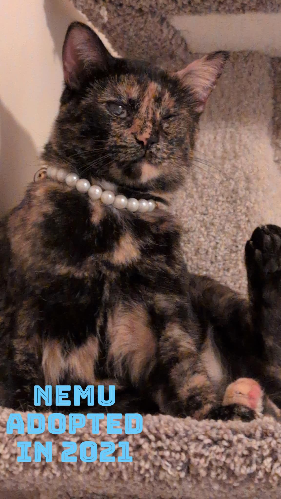 Nemu Adopted 2021